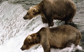 兩隻熊在河邊，捕漁 高清桌布