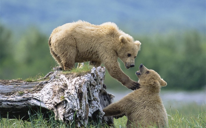 兩隻熊玩遊戲 桌布 圖片
