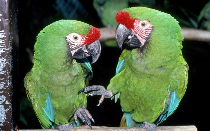 兩隻綠鸚鵡特寫 桌布 圖片