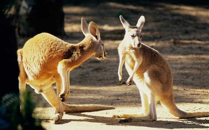 二袋鼠，澳大利亞 桌布 圖片