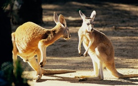 二袋鼠，澳大利亞 高清桌布