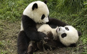 兩隻大熊貓玩遊戲 高清桌布
