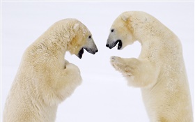 兩個北極熊面對面