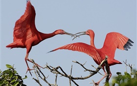 兩個紅色羽毛的鳥 高清桌布