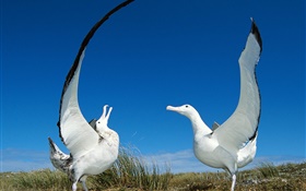 兩個海鷗的翅膀 高清桌布