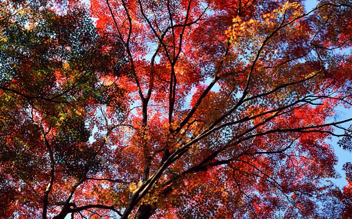 樹下，看滿天，紅葉子，槭樹，秋 桌布 圖片