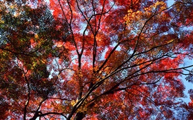 樹下，看滿天，紅葉子，槭樹，秋 高清桌布