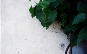 未成熟的綠葡萄，綠色的葉子 高清桌布