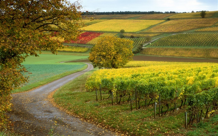 葡萄園，農場，秋 桌布 圖片