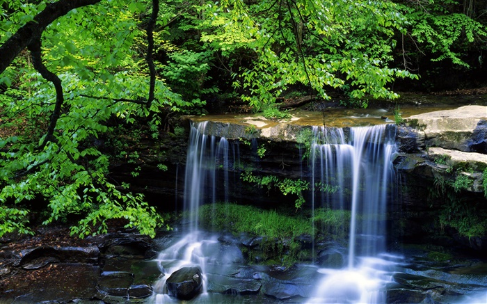 瀑布，小溪，樹木，樹枝，綠葉 桌布 圖片