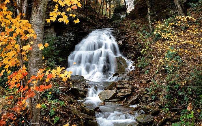 瀑布，小溪，樹木，黃色的葉子，秋天 桌布 圖片