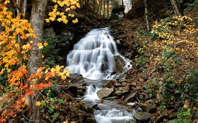 瀑布，小溪，樹木，黃色的葉子，秋天 高清桌布