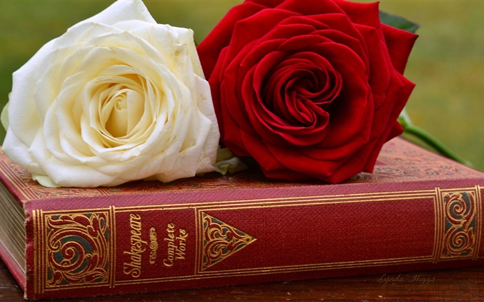 白色和紅色玫瑰鮮花，書 桌布 圖片