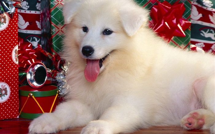 白狗，聖誕 桌布 圖片
