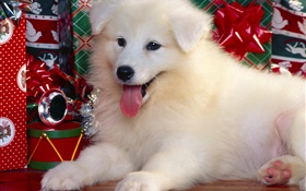 白狗，聖誕 高清桌布