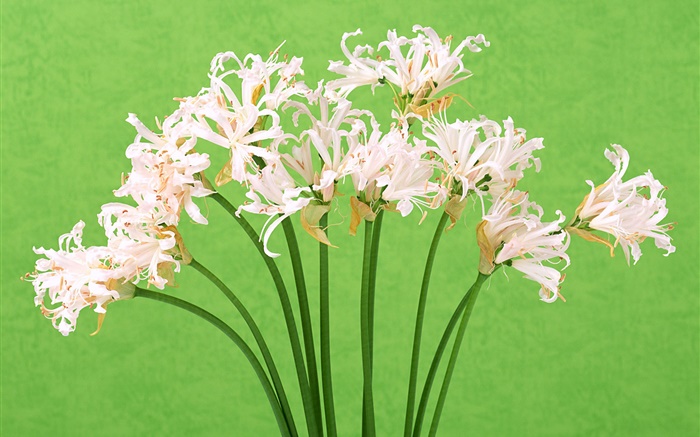 白色的花，花束，綠色背景 桌布 圖片