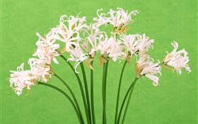 白色的花，花束，綠色背景 高清桌布