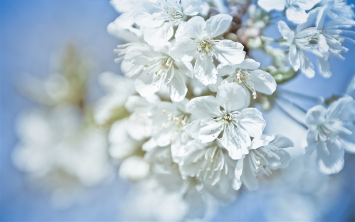 白色的花朵，樹枝，背景虛化 桌布 圖片
