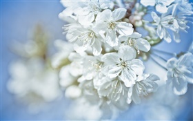 白色的花朵，樹枝，背景虛化