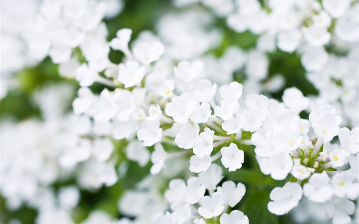 白色的小花朵，背景虛化，春天 桌布 圖片