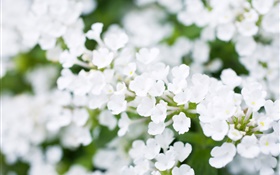 白色的小花朵，背景虛化，春天