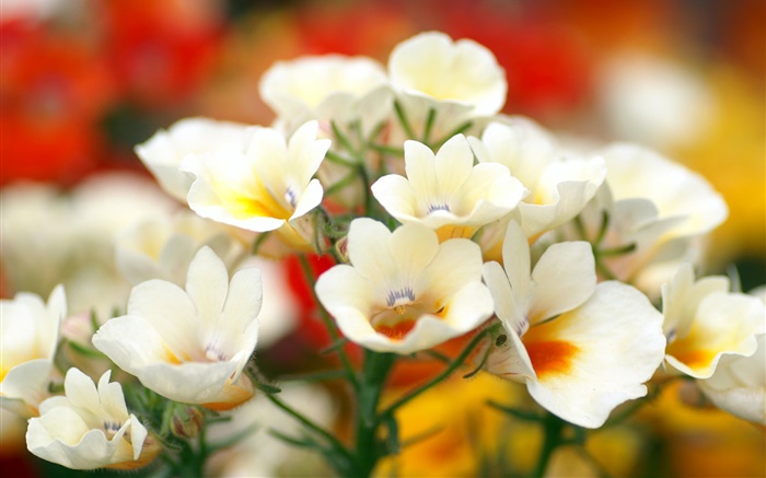 白色花瓣的花朵，背景虛化 桌布 圖片