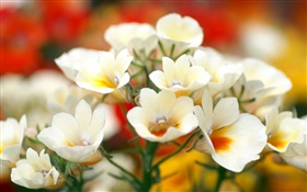 白色花瓣的花朵，背景虛化 高清桌布