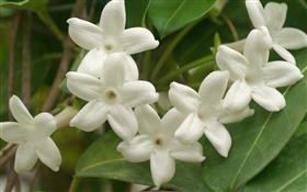 白色花瓣的花朵的特寫 高清桌布