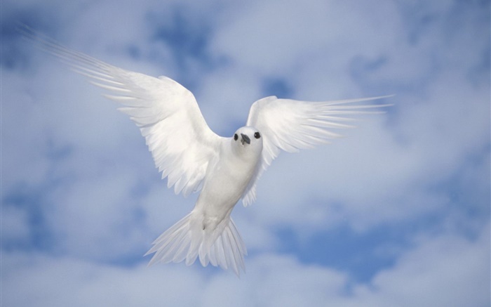 白鴿飛翔，翅膀 桌布 圖片