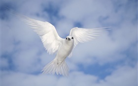 白鴿飛翔，翅膀 高清桌布