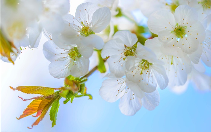 白梅花，鮮花，綻放，樹枝，春天 桌布 圖片