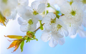 白梅花，鮮花，綻放，樹枝，春天 高清桌布