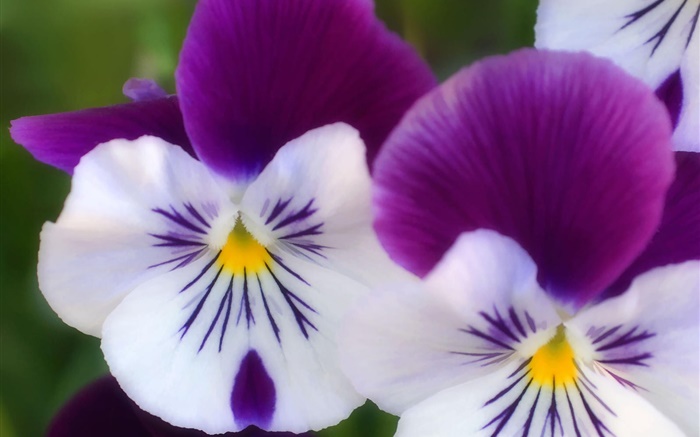 白紫色的花瓣，蝴蝶蘭特寫 桌布 圖片