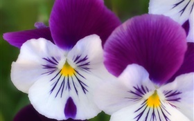 白紫色的花瓣，蝴蝶蘭特寫 高清桌布