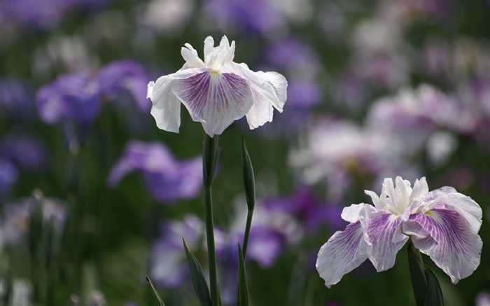 白紫色花瓣的花朵，背景虛化 桌布 圖片
