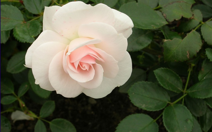 白玫瑰的花 桌布 圖片