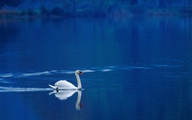 在湖中白天鵝 高清桌布