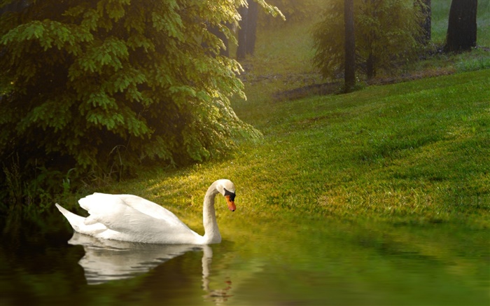 白天鵝，池塘，草，坡 桌布 圖片