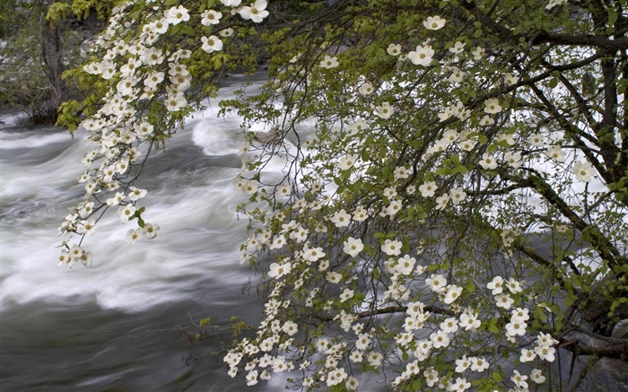 白色的野花，河，自然風光 桌布 圖片