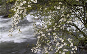 白色的野花，河，自然風光