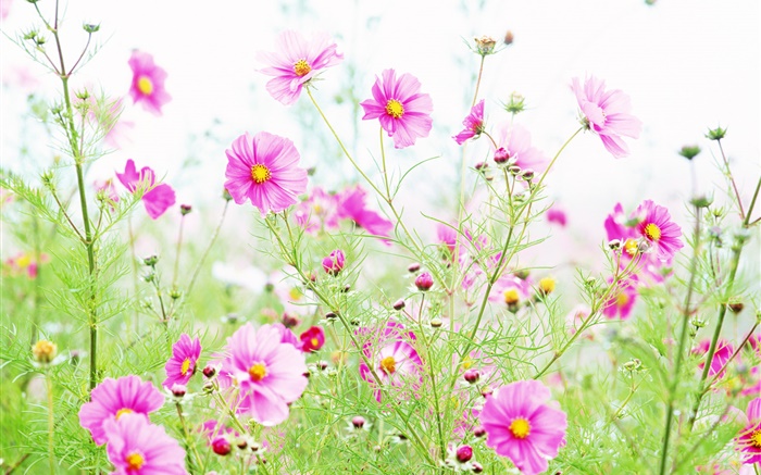 野花，粉紅色的花科斯米亞 桌布 圖片