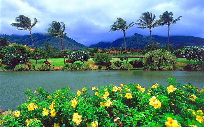 風，樹，花，山，雲，夏威夷，美國 桌布 圖片