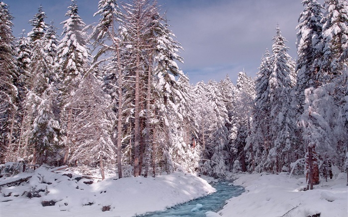 冬季，森林，樹木，厚厚的積雪，河流 桌布 圖片