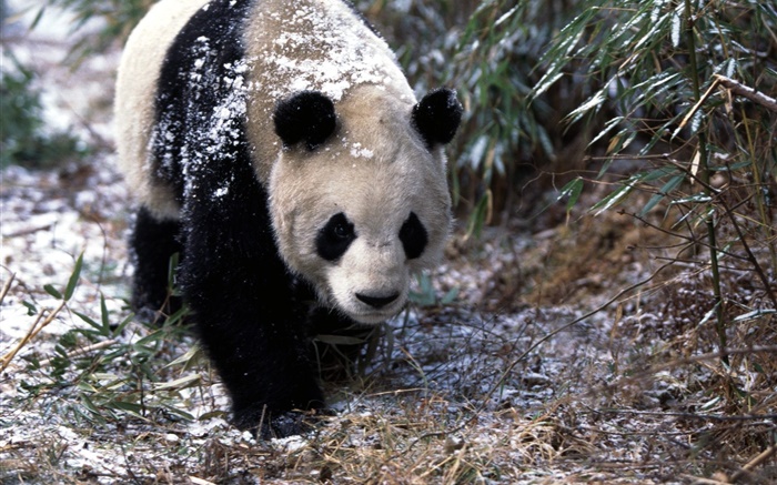 冬天，熊貓，步行 桌布 圖片