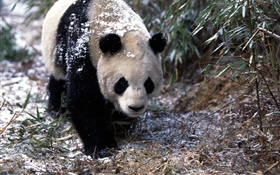 冬天，熊貓，步行 高清桌布