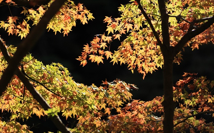 黃色和綠色的樹葉，楓樹，陽光，秋天 桌布 圖片