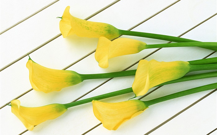 黃色馬蹄蓮花朵 桌布 圖片