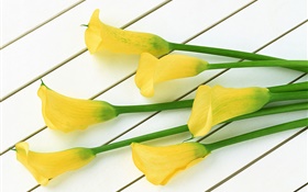 黃色馬蹄蓮花朵 高清桌布