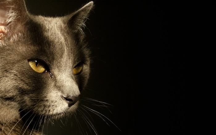 黃色的眼睛貓臉，黑色的背景 桌布 圖片