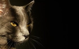 黃色的眼睛貓臉，黑色的背景 高清桌布
